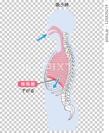 呼吸の仕組み　横隔膜　呼吸筋 120826254