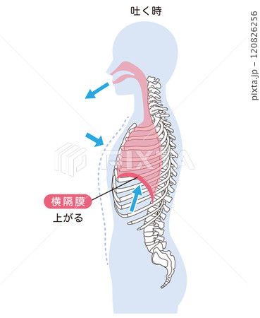 呼吸の仕組み　横隔膜　呼吸筋 120826256