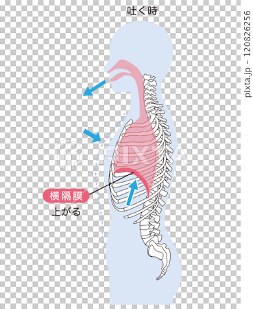 呼吸の仕組み　横隔膜　呼吸筋 120826256