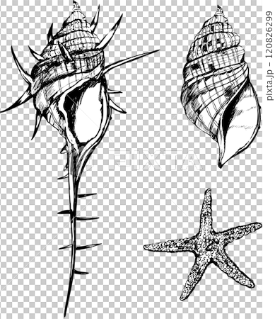 手繪海貝殼、海星、骨貝殼海裝飾插畫素材集 120826299