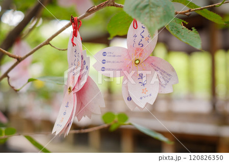 桜の花の形のおみくじ 大吉 桜の花の形のおみくじ 大吉 120826350