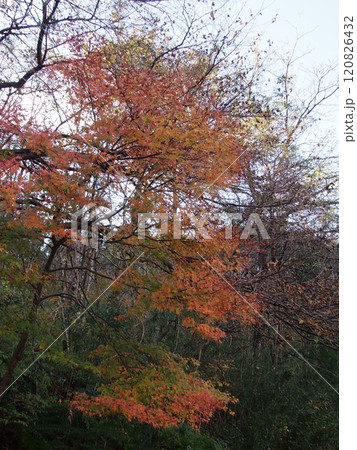 花園渓谷の紅葉 120826432