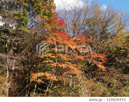 花園渓谷の紅葉 120826433