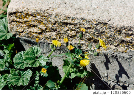 Sonchus oleraceus L., also known as milk thistle and spotted milk thistle Sonchus oleraceus L., also known as milk thistle and spotted milk thistle 120826600