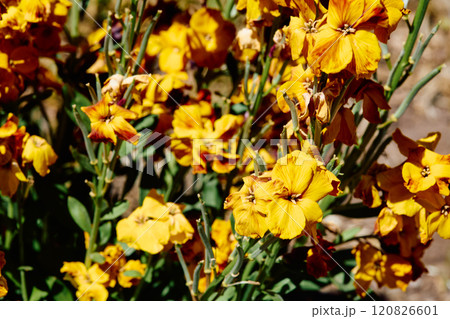 Erysimum cheiri flowers Erysimum cheiri flowers 120826601