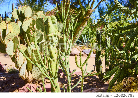 Southwestern Desert cactus in Daylight Botanical Conservatory Eye-Level View Southwestern Desert cactus in Daylight Botanical Conservatory Eye-Level View 120826785