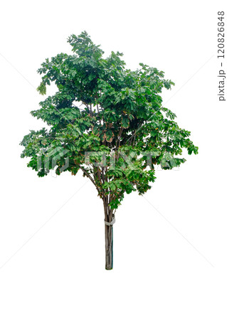 Maniltoa grandiflora tree Maniltoa grandiflora tree 120826848
