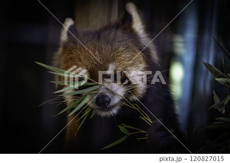 笹の葉を食べるレッサーパンダ 120827015