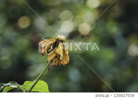枯れた薔薇の花 120827016