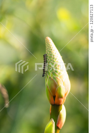 穂先にとまる小さな芋虫 穂先にとまる小さな芋虫 120827113
