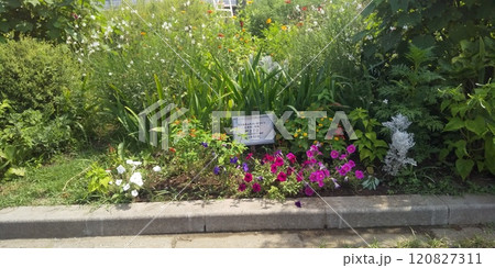 こじま花の会花畑のペチニアの花 120827311