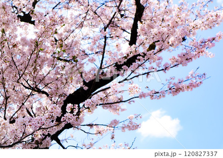 青空に映える満開の桜 青空に映える満開の桜 120827337