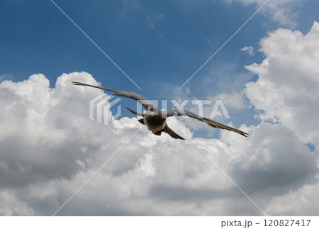 front view of flying pigeon on sky background front view of flying pigeon on sky background 120827417