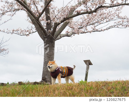 満開の桜と柴犬 120827675