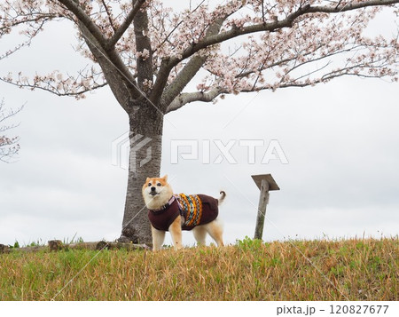 満開の桜と柴犬 120827677