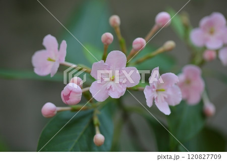 ルクリアの花 120827709