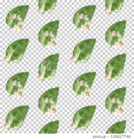 Delicate orange fruit flowers and leafs, watercolor seamless half drop pattern isolated on white. Hand-painted high quality art is perfect for textile, wrapping paper, packaging, home decor, prints Delicate orange fruit flowers and leafs, watercolor seamless half drop pattern isolated on white. Hand-painted high quality art is perfect for textile, wrapping paper, packaging, home decor, prints 120827746