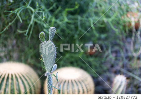 丸いサボテン　キンシャチとバニーカクタス 120827772