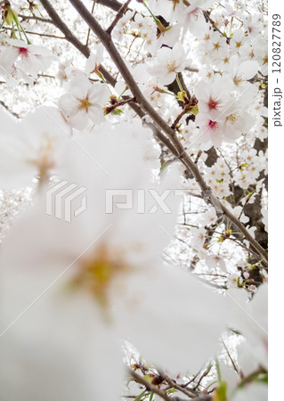 桜開花 120827789