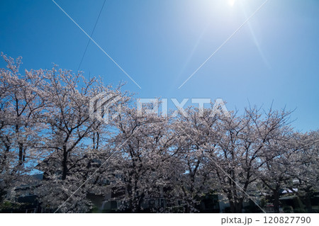 青空に映える満開の桜 120827790