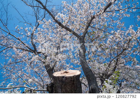 桜の木の強剪定 桜の木の強剪定 120827792
