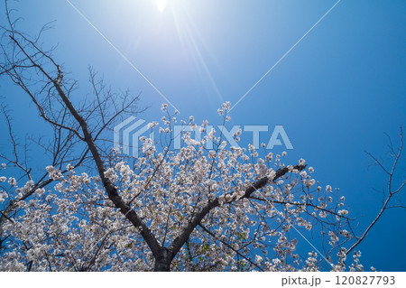 太陽に照らされた桜 太陽に照らされた桜 120827793