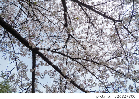桜の木を見上げる 桜の木を見上げる 120827800