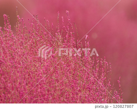ピンクのコキアのある風景 ピンクのコキアのある風景 120827807