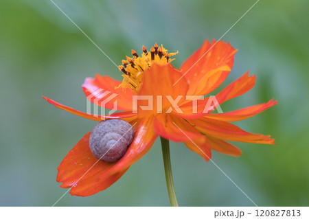 花びらで寒さを凌ぐカタツムリ 120827813
