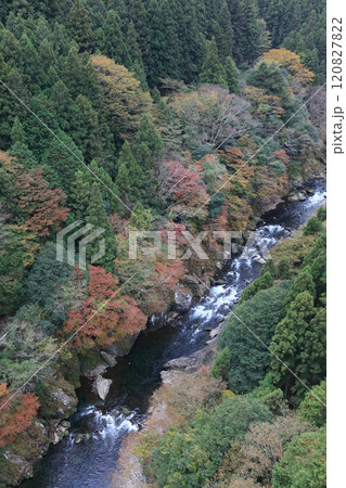 銅山川（吉野川最長の支流）の富郷渓谷の紅葉（晩秋） 120827822