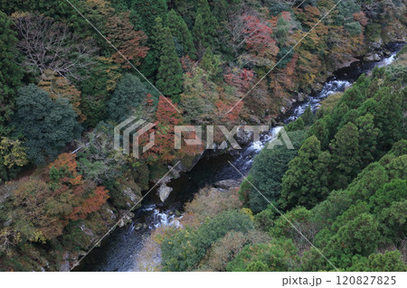 銅山川(吉野川最長の支流)の富郷渓谷の紅葉(晩秋) 銅山川(吉野川最長の支流)の富郷渓谷の紅葉(晩秋) 120827825