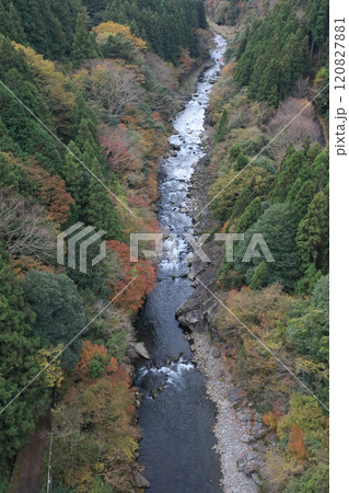 銅山川(吉野川最長の支流)の富郷渓谷の紅葉(晩秋) 銅山川(吉野川最長の支流)の富郷渓谷の紅葉(晩秋) 120827881