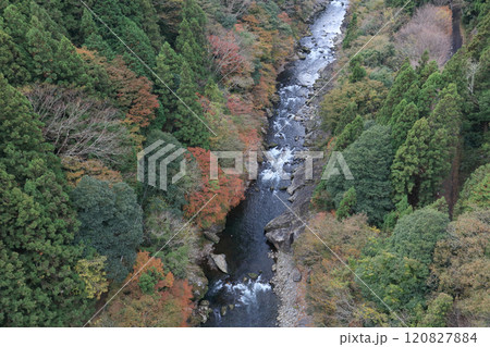 銅山川（吉野川最長の支流）の富郷渓谷の紅葉（晩秋） 120827884