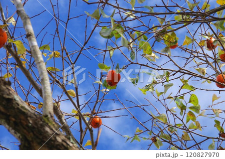 柿のある風景 120827970