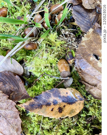 初冬の林の苔地面にクヌギ落ち葉とドングリ 120828016