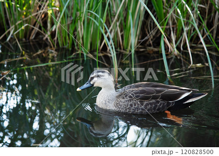 池を泳ぐカルガモ 120828500