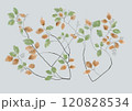 秋色に彩いた枝葉 120828534
