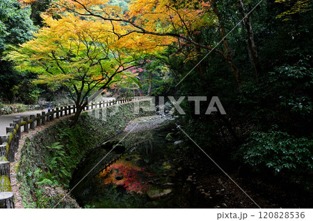 箕面川の水面に映る紅葉の風景 120828536