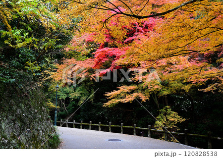 箕面の滝道　紅葉 120828538