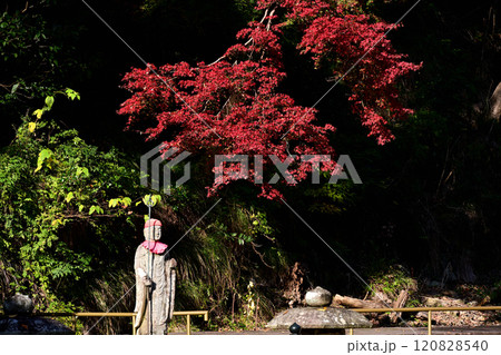 瀧安寺　紅葉とお地蔵様 120828540