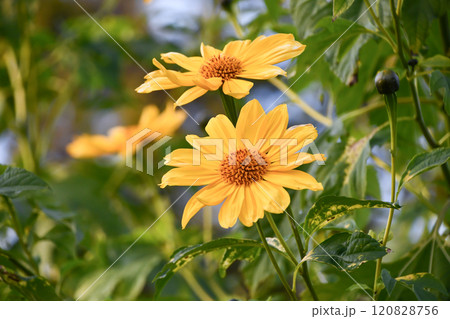 ニトベギク 120828756