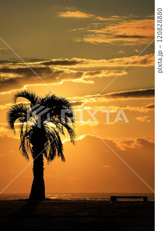 朝日に照らされる海 朝日に照らされる海 120828880