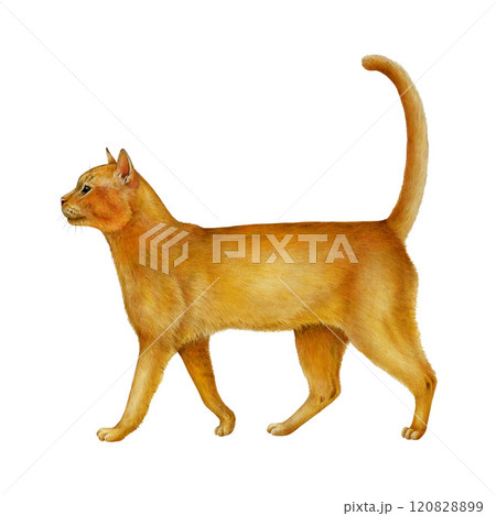 Cute orange cat side view hand drawn illustration. Realistic feline domestic animal on white background. Ginger walking shorthair cat vintage style element perfect for pet themed design 120828899