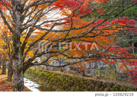 秋の高野山　紅葉と平和橋 120829216