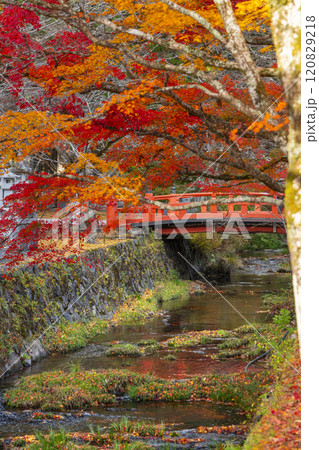 秋の高野山　紅葉と平和橋 120829218