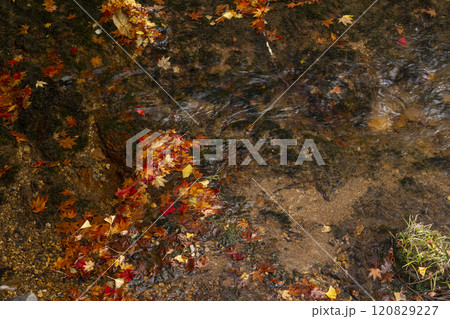 秋の高野山　英霊殿前の川のせせらぎと落葉 120829227