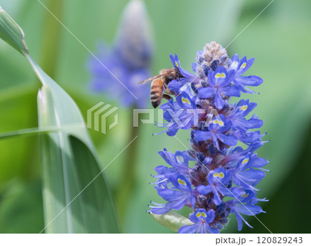 ポンテデリアにとまる蜜蜂 120829243