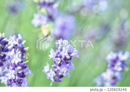 紫色のラベンダーの花 120829248