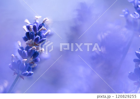 青いラベンダーの花 120829255
