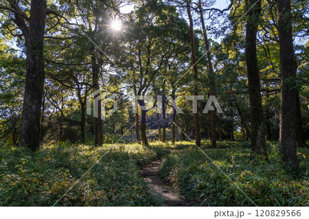 石垣山一夜城 本丸跡 神奈川県小田原市 石垣山一夜城 本丸跡 神奈川県小田原市 120829566